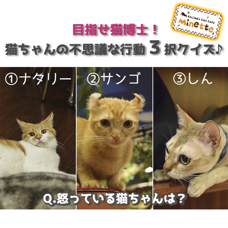 【横浜本牧いやしの猫カフェ・ミネット】第３６回　全問正解なら猫博士！？猫ちゃんの不思議な行動３択クイズ♪