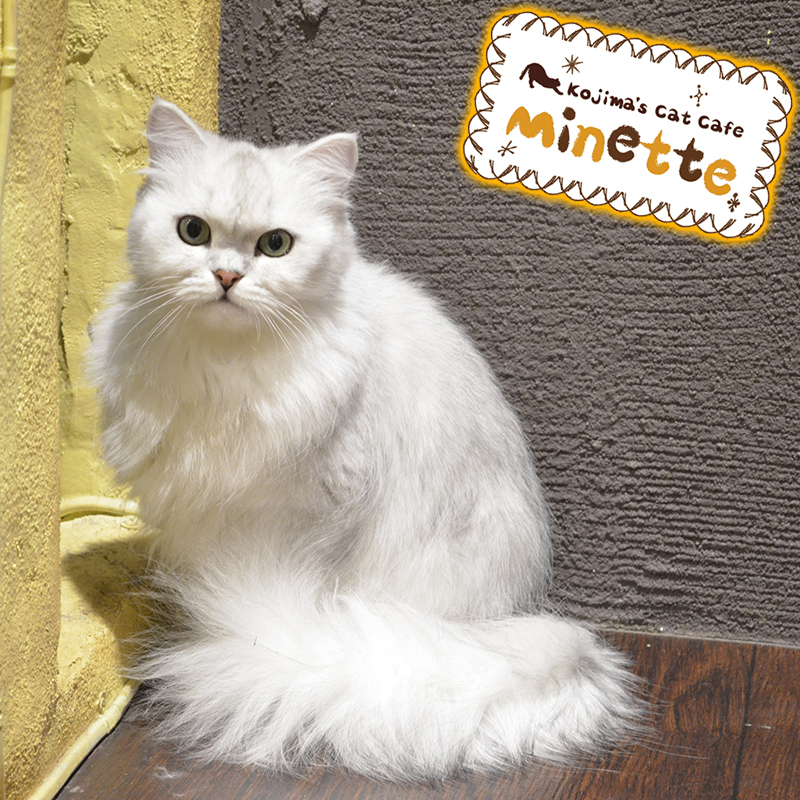 【横浜本牧いやしの猫カフェ・ミネット】第３５回　アイドル級！？イケメンすぎるペルシャ猫の「銀くん」をご紹介♪