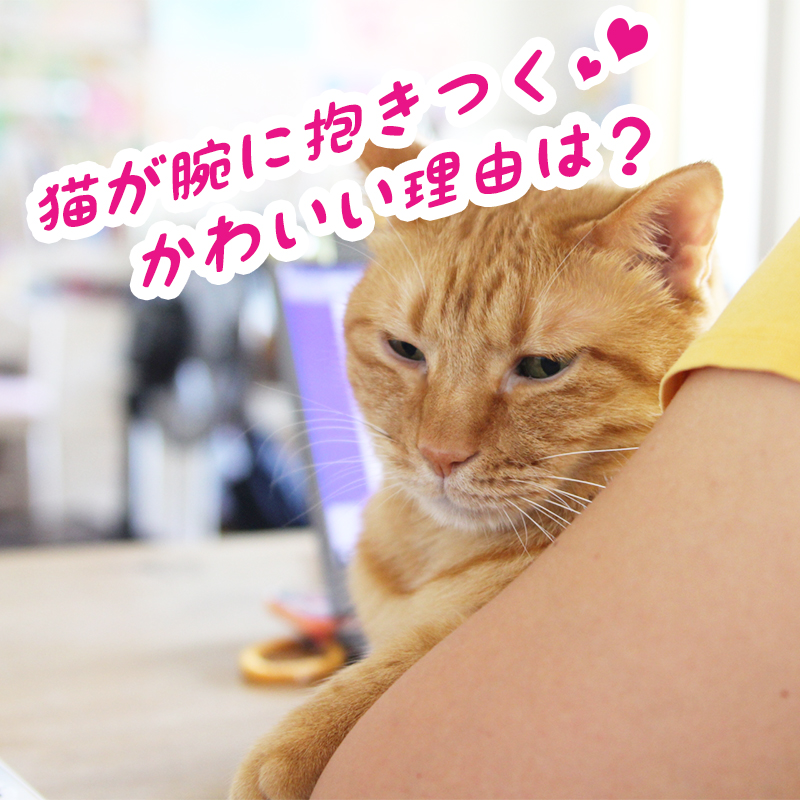 猫が腕に抱きつくかわいい理由は？噛むほど夢中になる時の対処法！