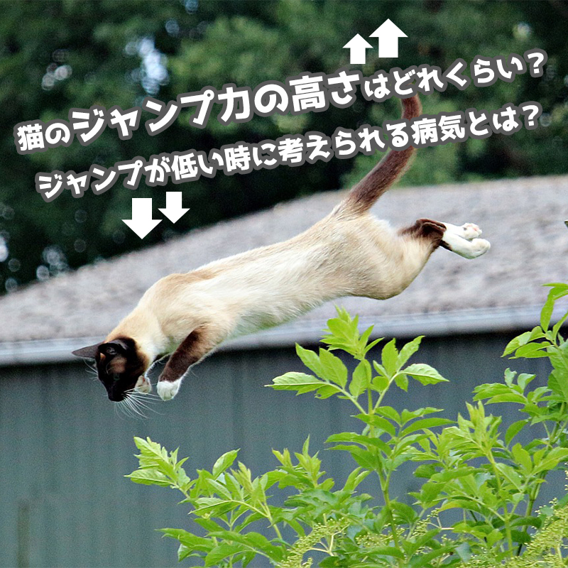 猫のジャンプ力の高さはどれくらい？ジャンプが低い時に考えられる理由とは？