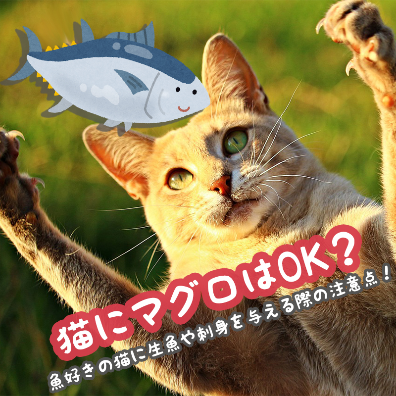 猫にマグロはOK？魚好きの猫に生魚や刺身を与える際の注意点！