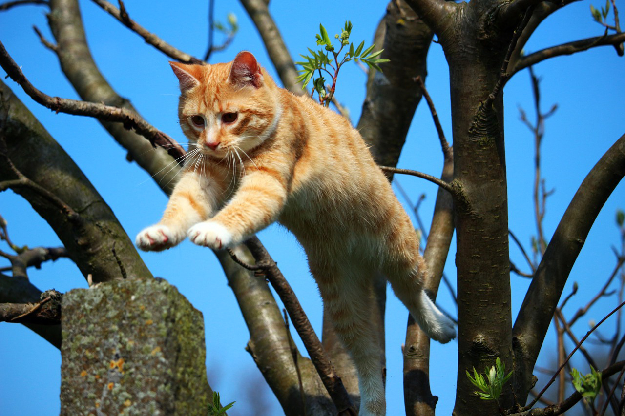 木から飛び移る猫