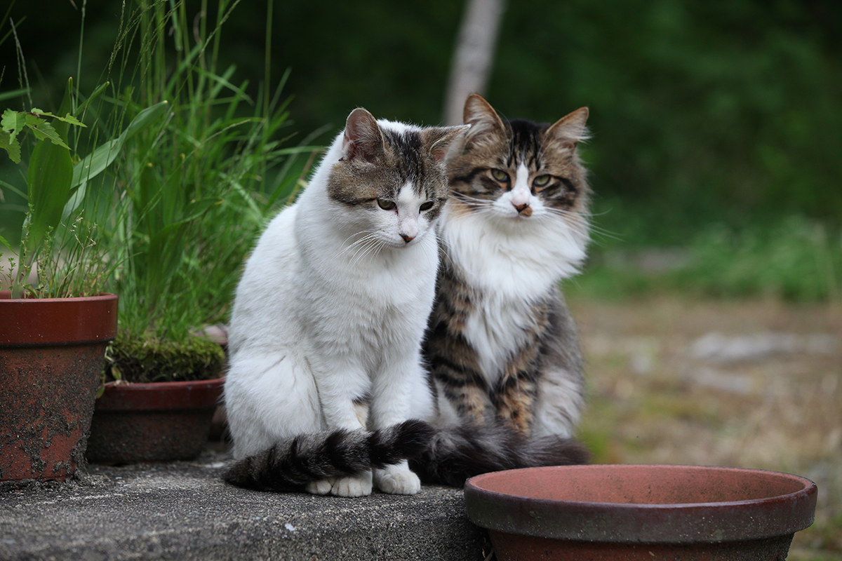 雑種の猫の種類8選！日本で一番多い雑種猫の性格や魅力を大 ...