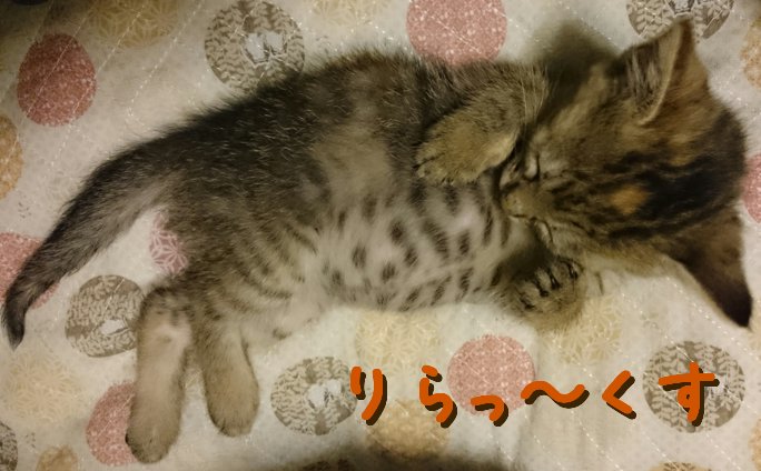 我が家は猫でまわってる 第８３話 猫の気持ちはわかりづらい 猫の気持ちを読み取るポイントとは 猫の総合情報サイト ペットスマイルニュースforネコ ちゃん