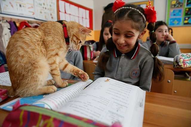 猫も学校で授業を受ける時代！？小学校にやってきた猫のおかげで、子供たちに驚きの変化が！