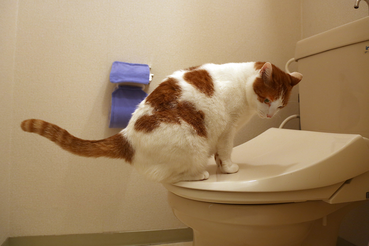 トイレの上にいる猫