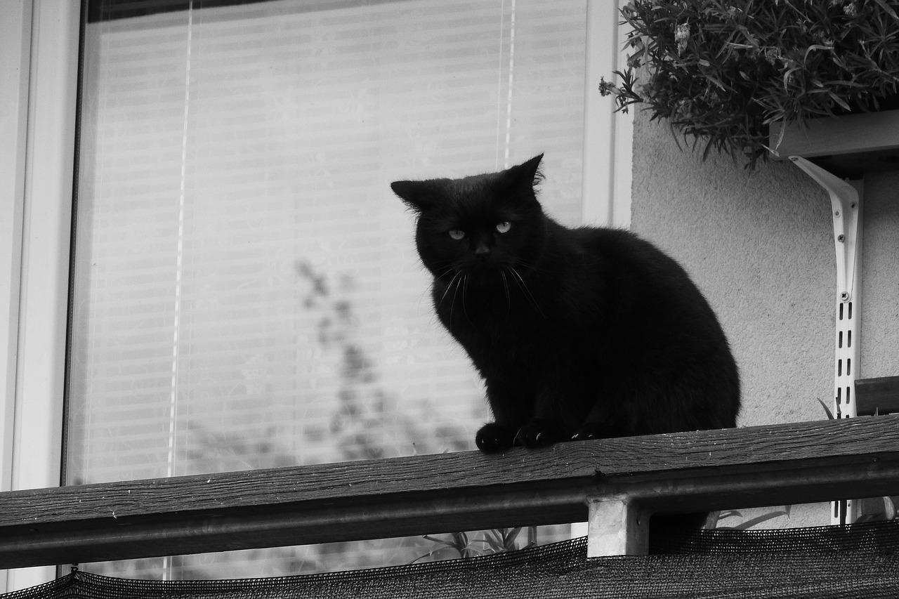 ベランダの黒猫