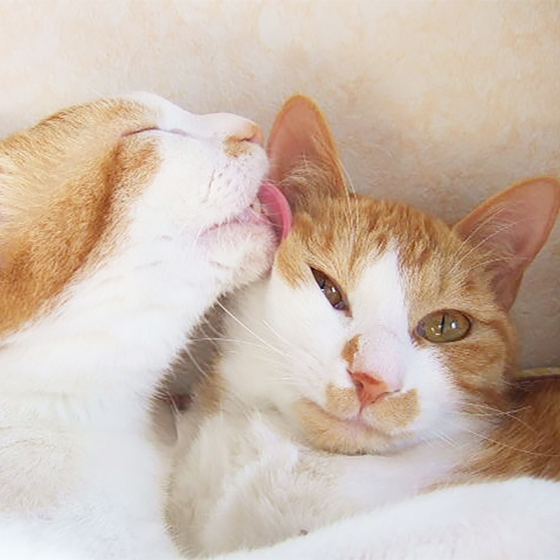 猫が手や顔を舐めてくる理由7つ！他の猫を舐めるのは愛情表現？