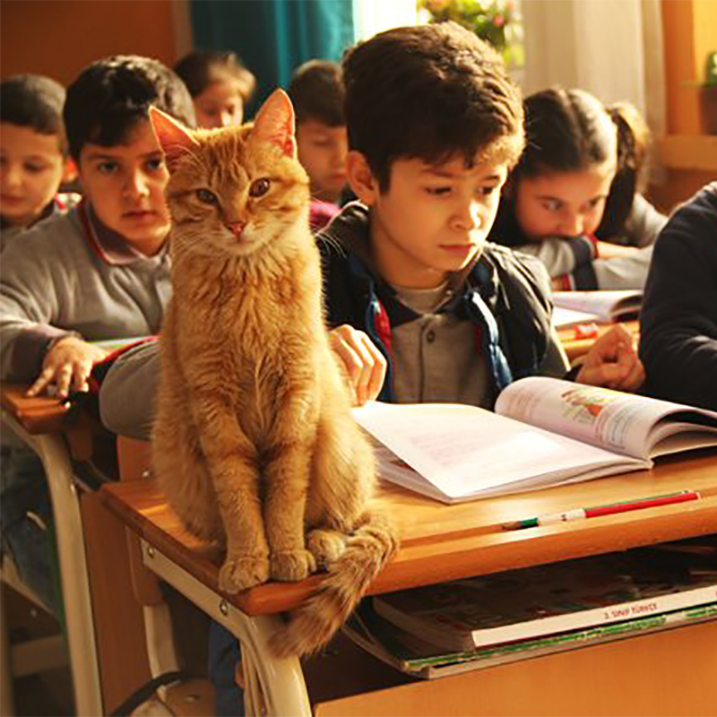 猫も学校で授業を受ける時代！？小学校にやってきた猫のおかげで、子供たちに驚きの変化が！