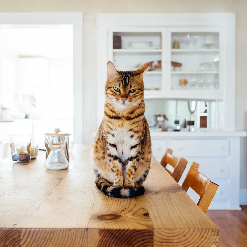 猫がテーブルに乗る理由3つ！しつけで乗せないようにすることはできる？