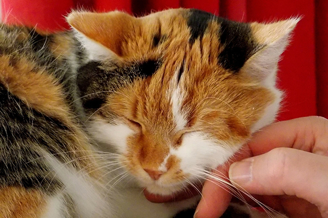 顎を撫でられる猫