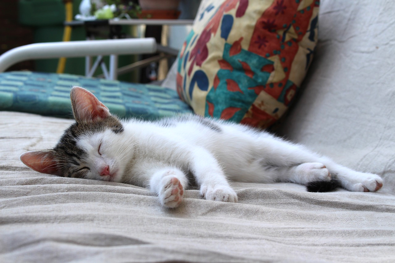 ソファの上で寝る子猫