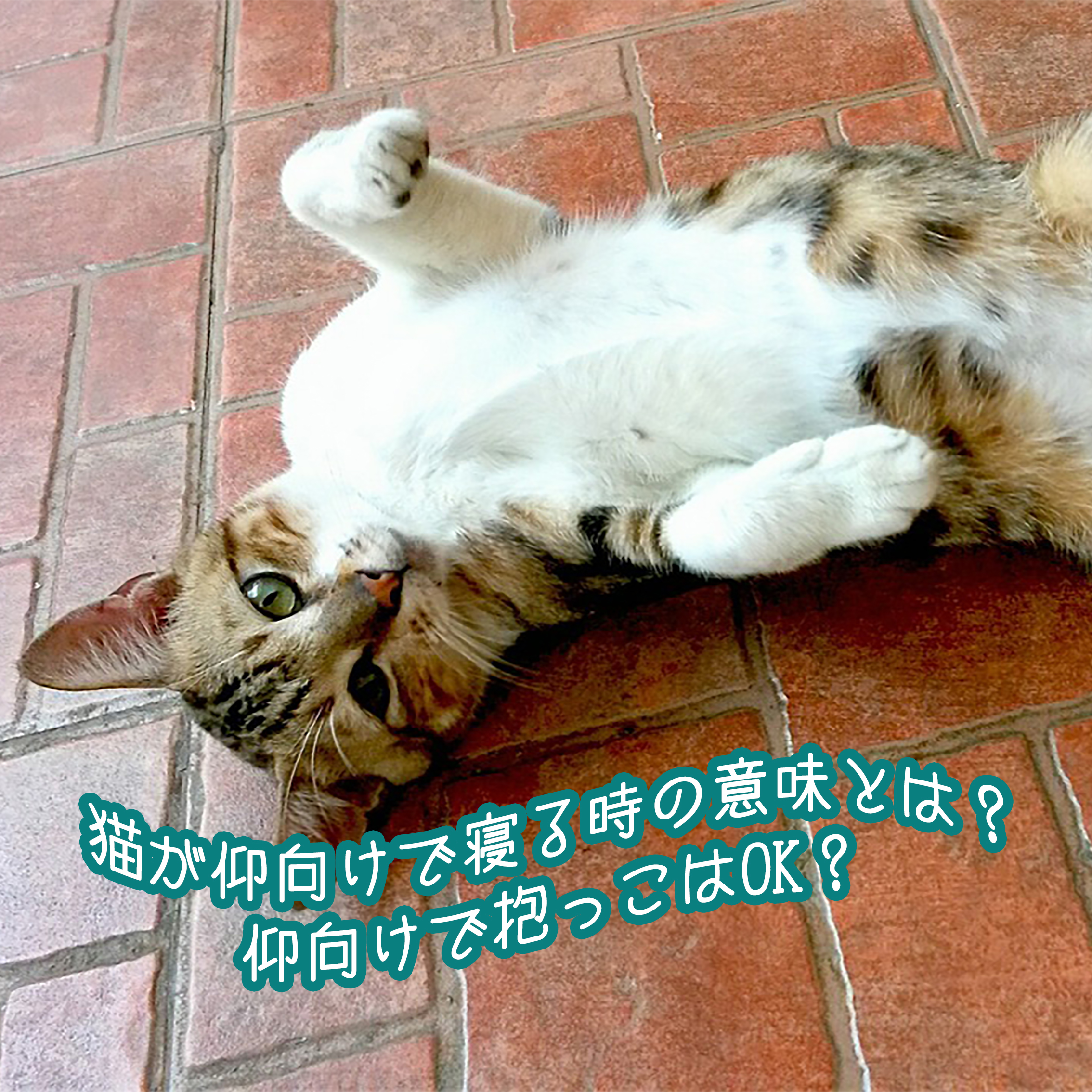 【ヘソ天】猫が仰向けで寝る時の意味とは？仰向けで抱っこはOK？