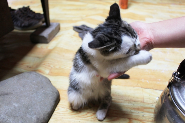 手を甘噛みする猫