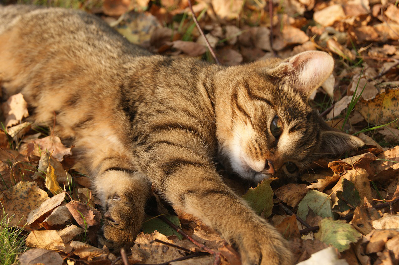 落ち葉の上で寝転ぶ子猫