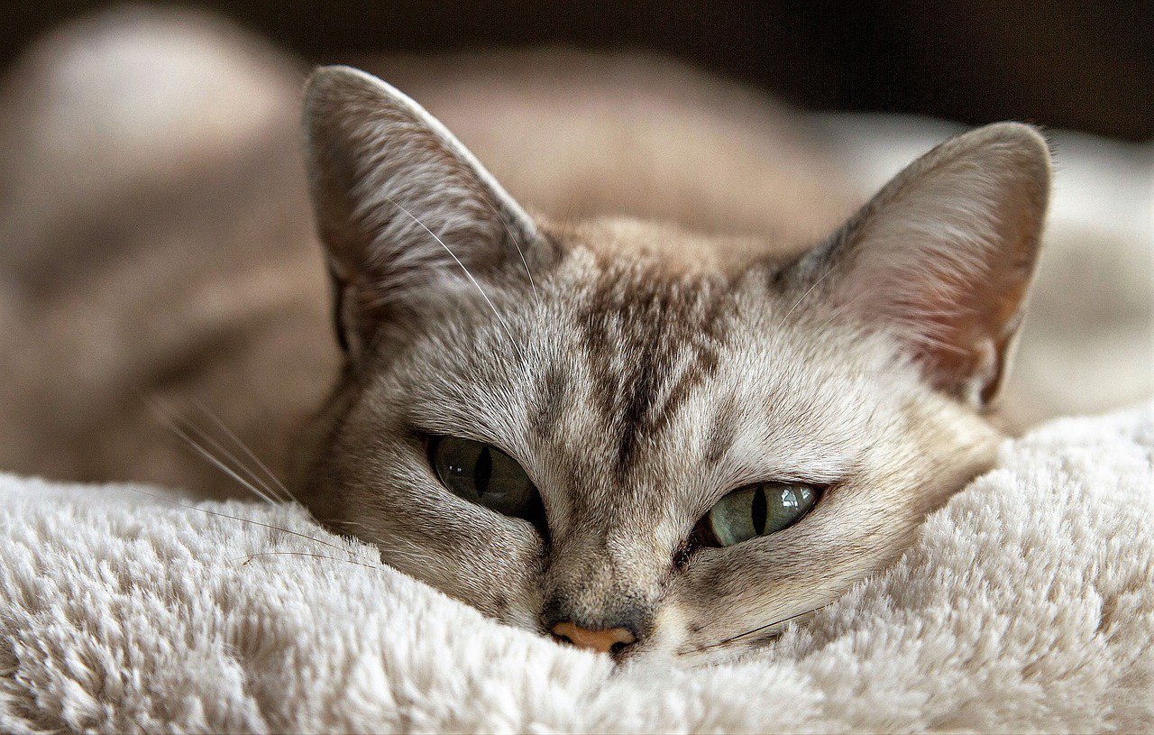 絨毯に顔を埋める猫