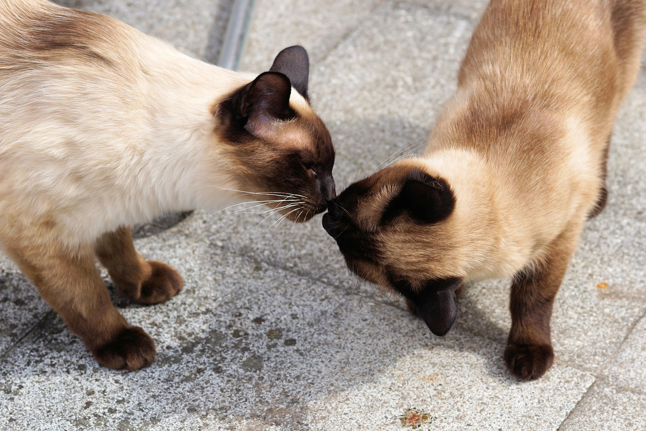 猫 鼻 ちょん