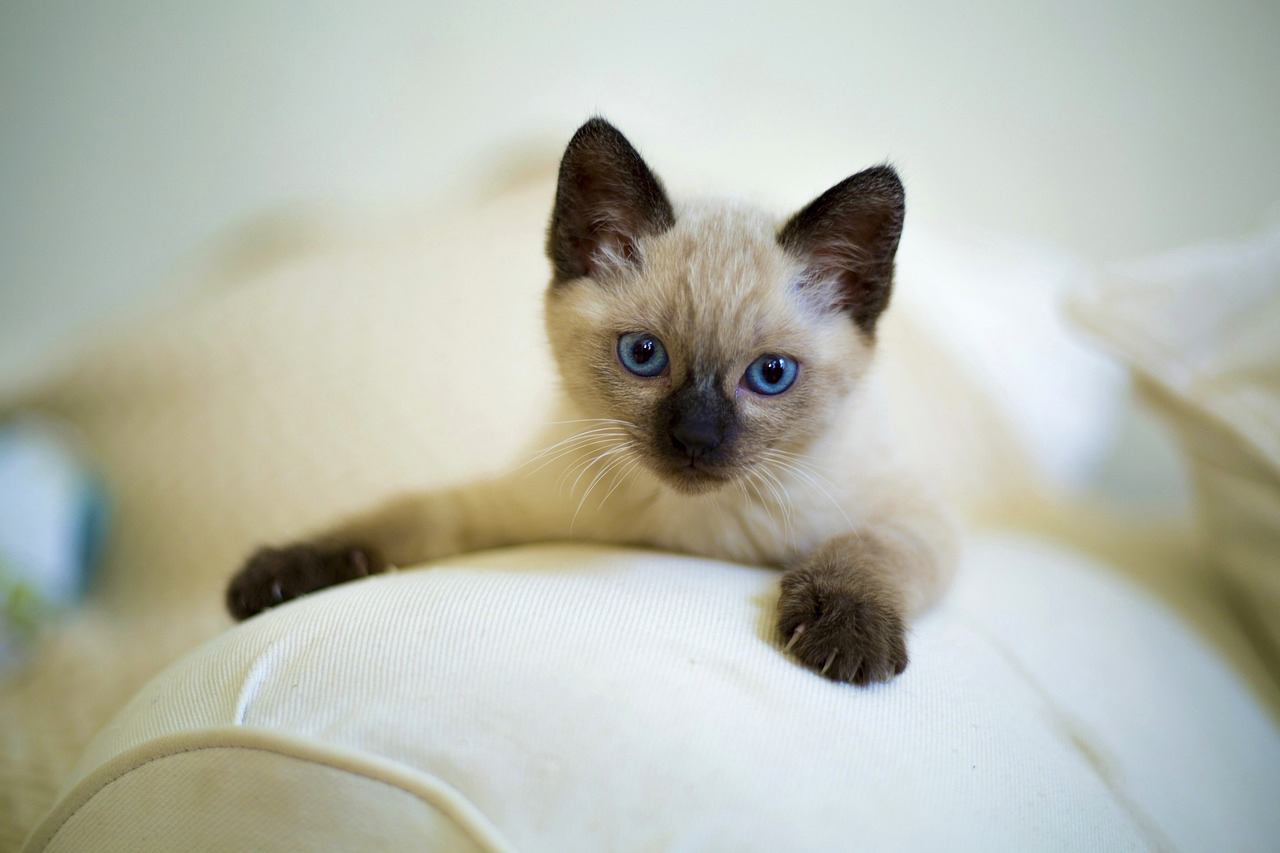 白いソファの上のシャム猫