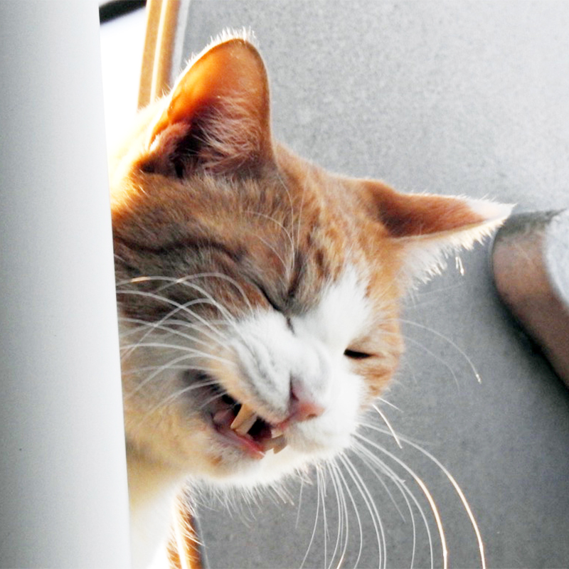 【獣医師監修】猫のくしゃみの5大原因！病気と心配ない症状の見分け方は？