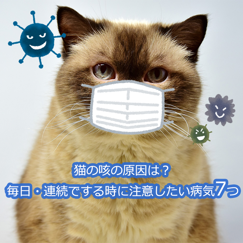 【獣医師監修】猫の咳の原因は？毎日・連続でする時に注意したい病気7つ