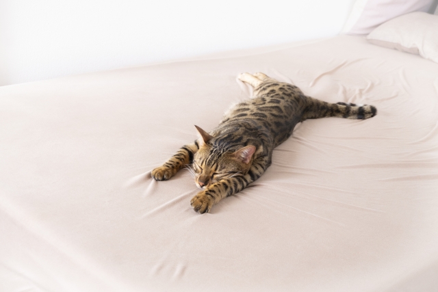 大きなベッドで寝る猫