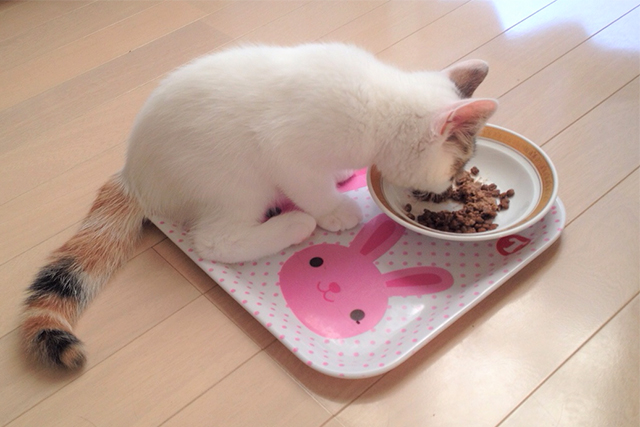 食事中の子猫