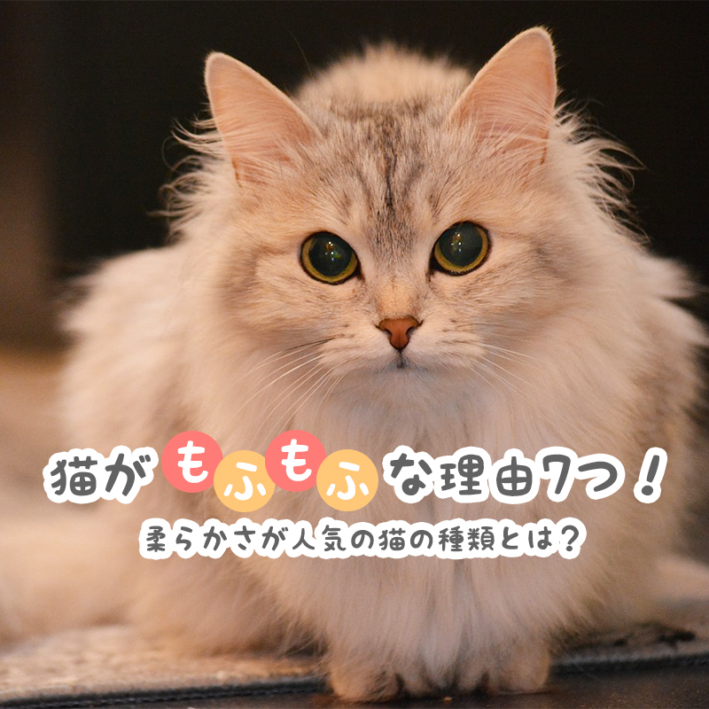 【なぜ】猫がもふもふな理由7つ！柔らかさが人気の猫の種類とは？