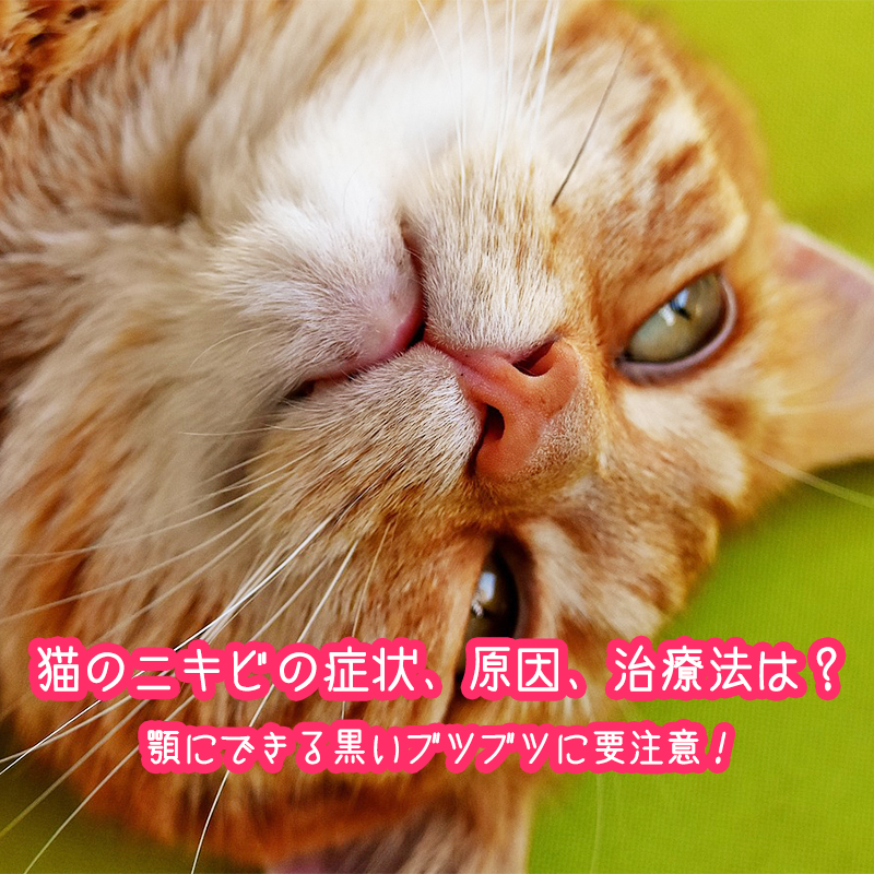 【獣医師監修】猫のニキビの症状、原因、治療法は？あごの黒いブツブツに要注意！