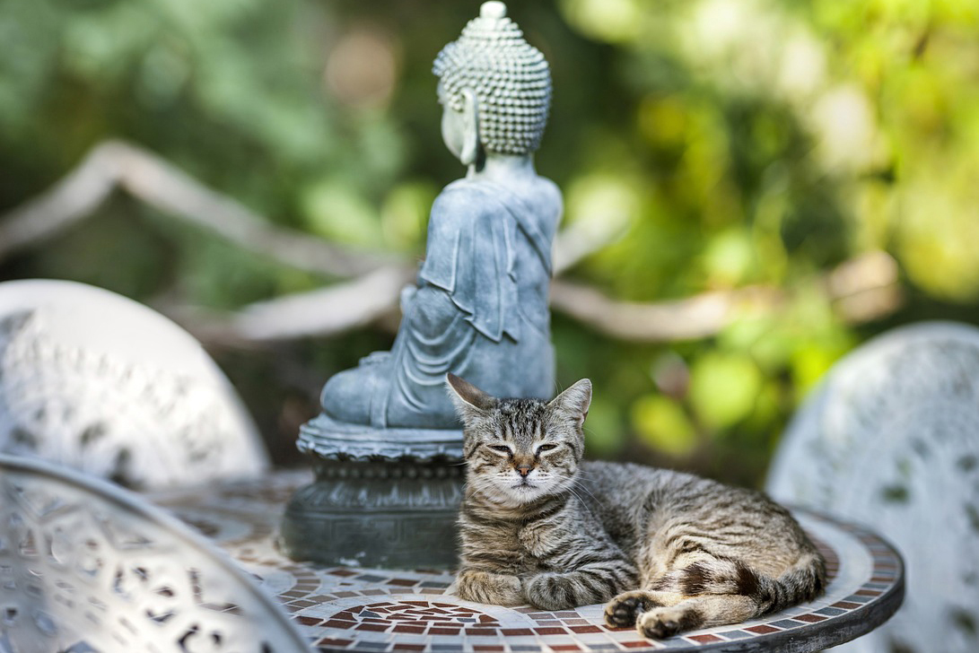 仏像と猫
