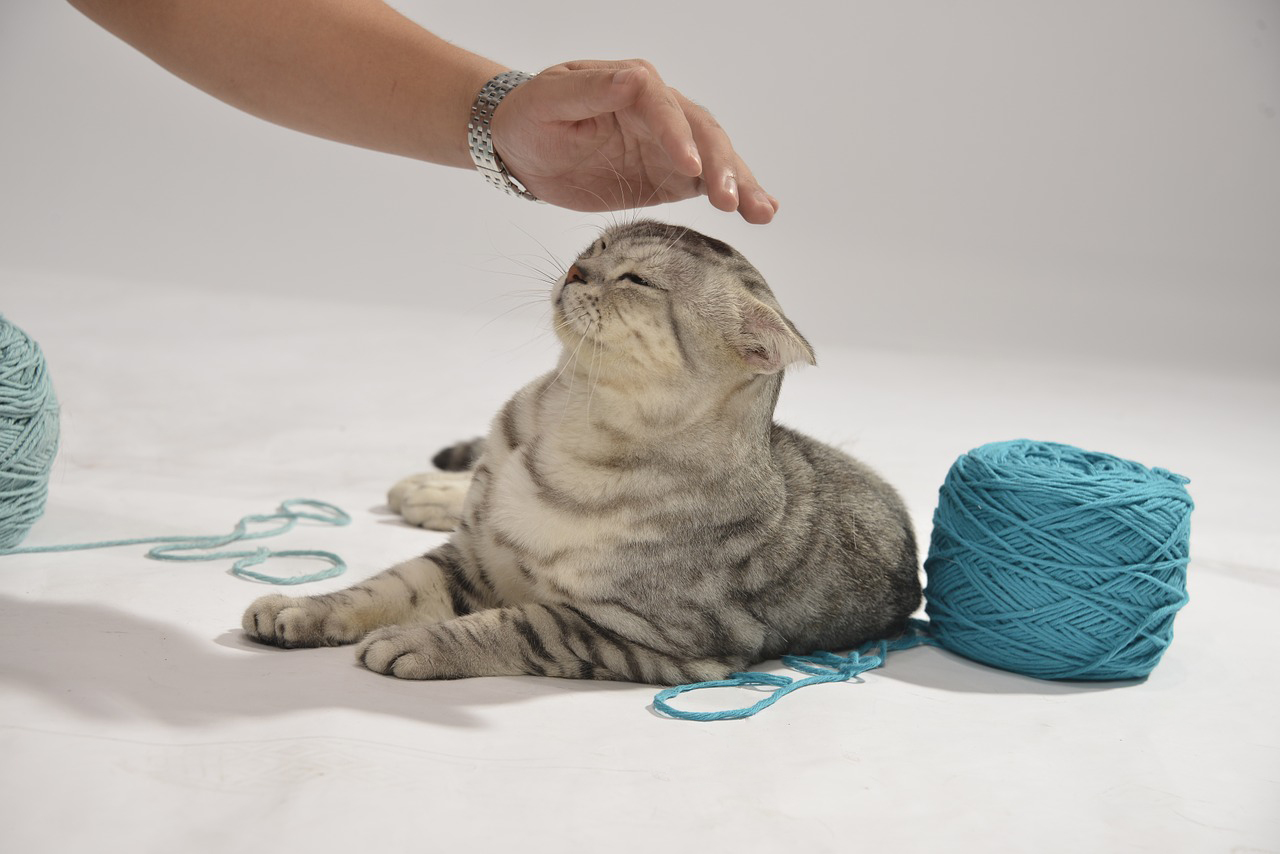 毛糸と猫となでようとする手