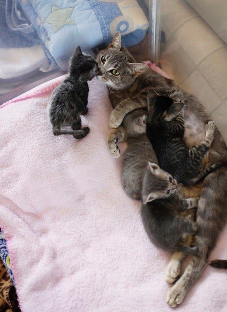 母猫,子猫,出産