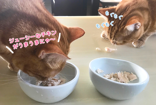 ネコ試食2