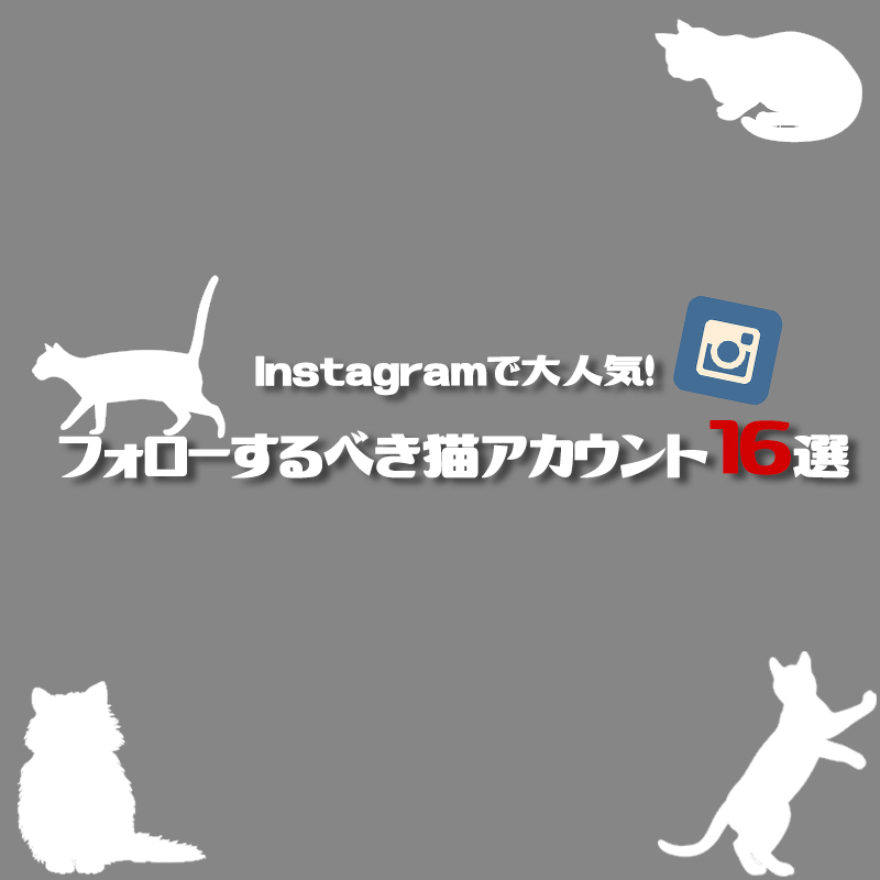 Instagramで大人気！フォローするべき猫アカウント16選