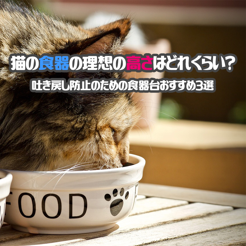 猫の食器の理想の高さは？吐き戻し防止のための食器台おすすめ3選