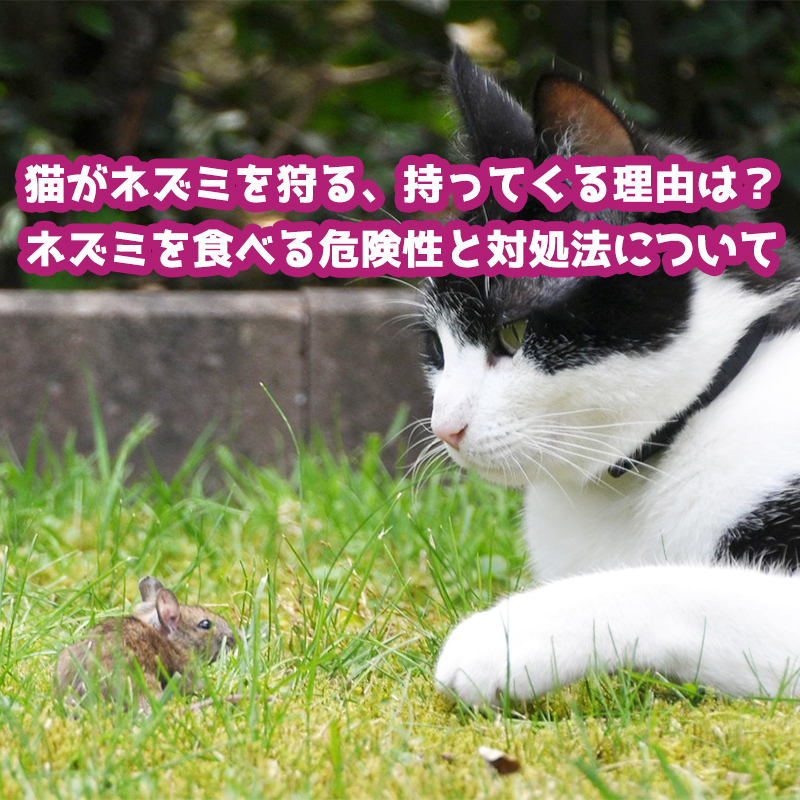 猫がネズミを狩る、持ってくる理由は？ネズミを食べる危険性と対処法について