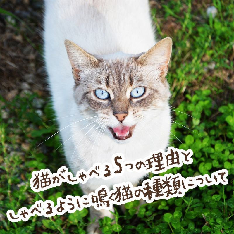 【しゃべる動画6選】猫がしゃべる5つの理由としゃべるように鳴く猫の種類について