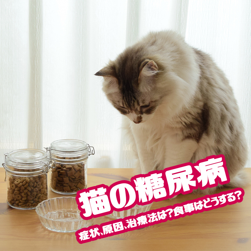 【獣医師監修】猫の糖尿病の症状、原因、治療法は？食事はどうする？