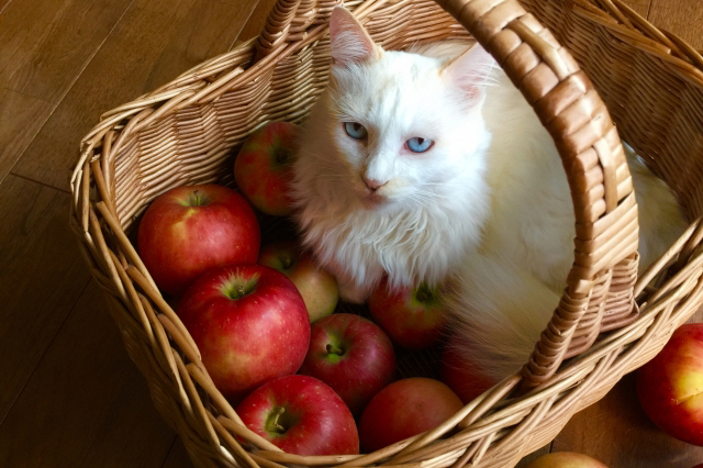 りんごと一緒に籠に入っている猫