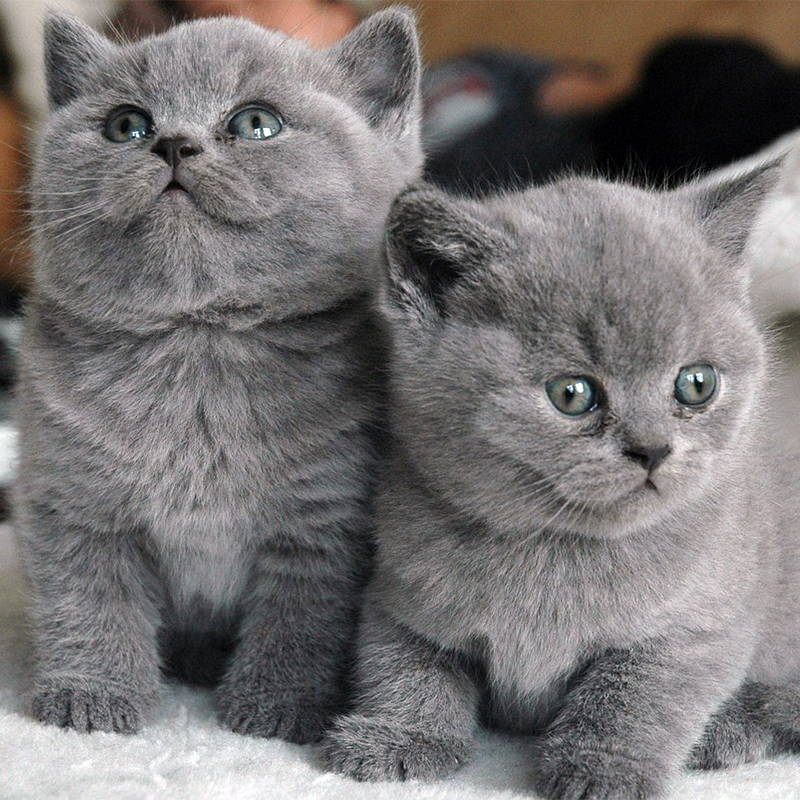 グレーの猫の種類5選！美しい毛色を持つグレー猫（灰色猫）の魅力とは？