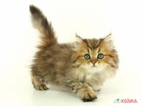 ペルシャ猫の子猫