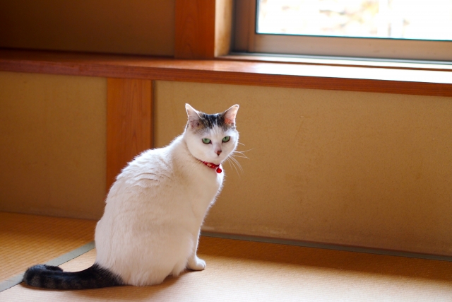 畳の部屋に座っている三毛猫