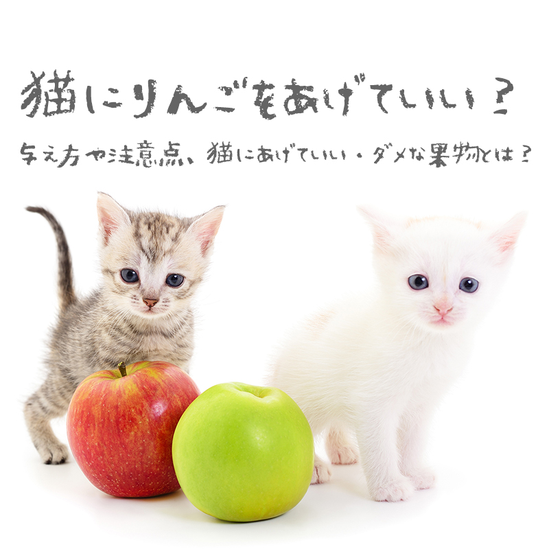 猫にりんごをあげていい？与え方や注意点、猫にあげていい・ダメな果物とは？
