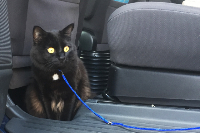 車に乗っている黒猫