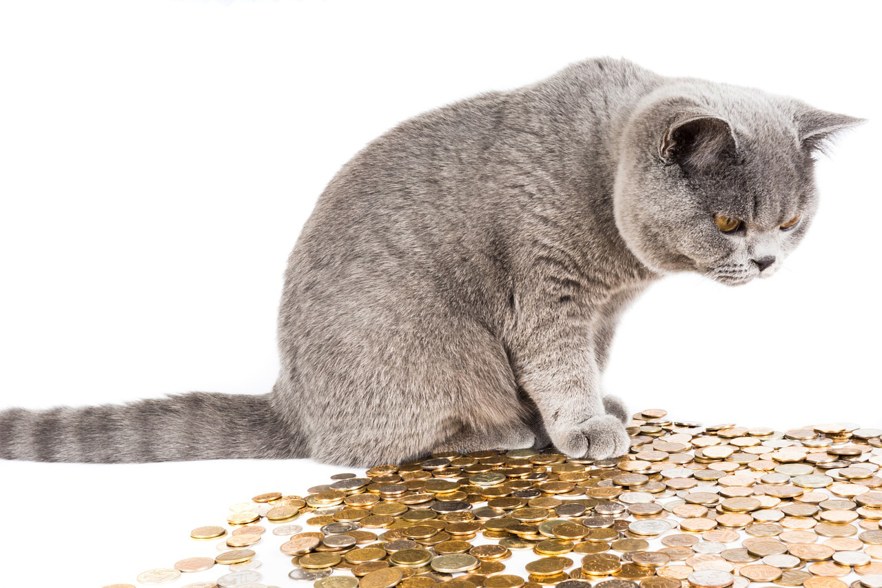 猫とコイン