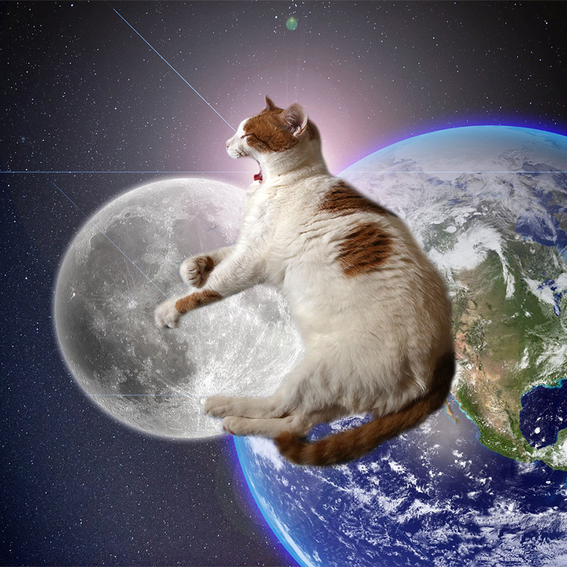 スペースキャットができた理由とは？愛猫を宇宙に合成する方法も紹介
