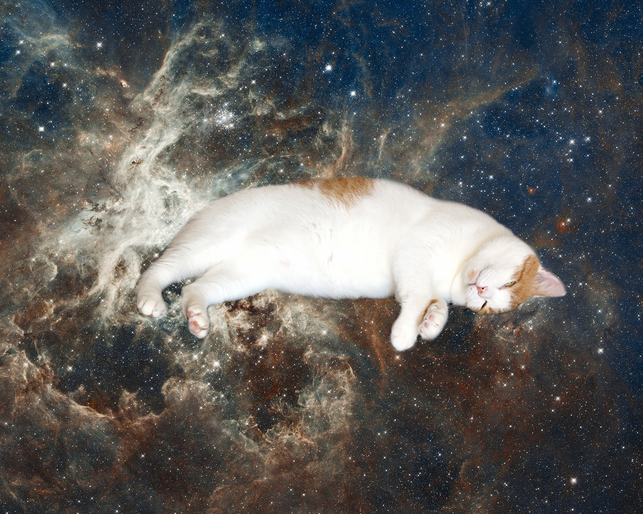 スペースキャットができた理由とは 愛猫を宇宙に合成する方法も紹介