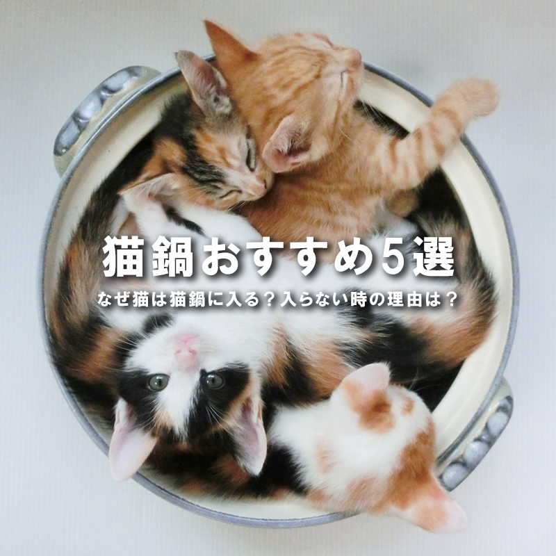 【猫鍋おすすめ5選】なぜ猫は猫鍋に入る？入らない時の理由は？