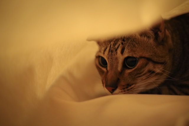 布団の中に隠れる猫