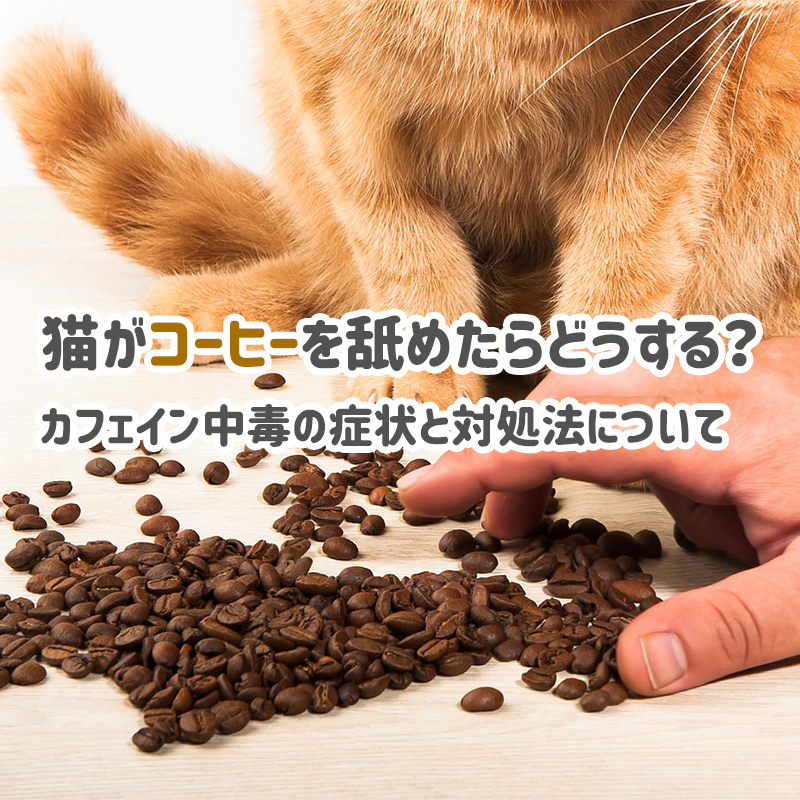 猫がコーヒーを舐めたらどうする？カフェイン中毒の症状と対処法について