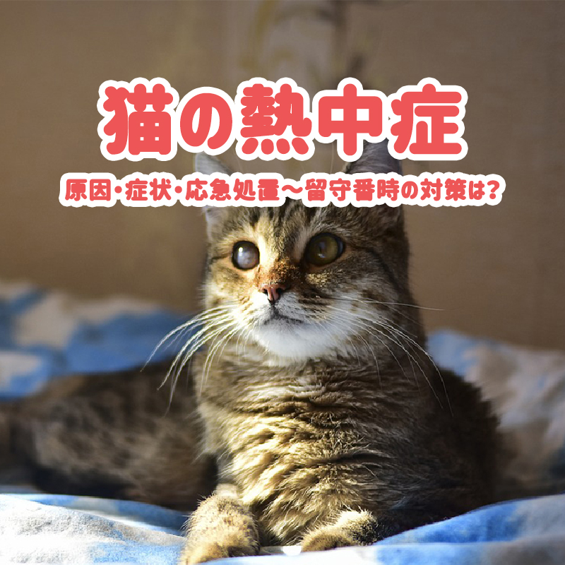 【獣医師監修】猫の熱中症の原因・症状・応急処置～留守番時の対策は？